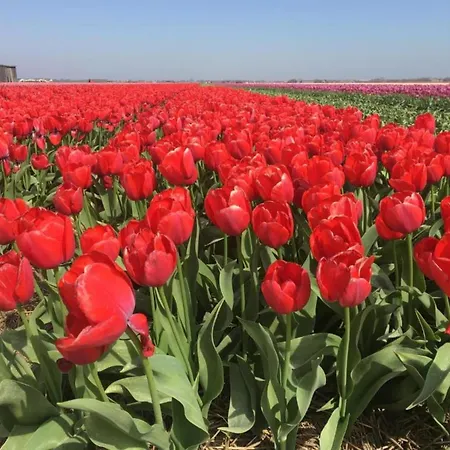 Апартаменты In Dunes With Stunning Views Юлианадорп